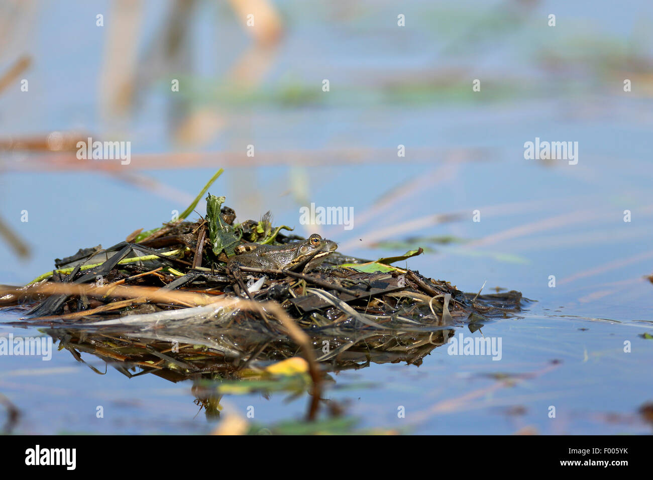 Seefrosch, Seefrosch (Rana Ridibunda, außer Ridibundus), sitzt auf dem Nest von einem Dabchick, Griechenland, See Kerkini Stockfoto