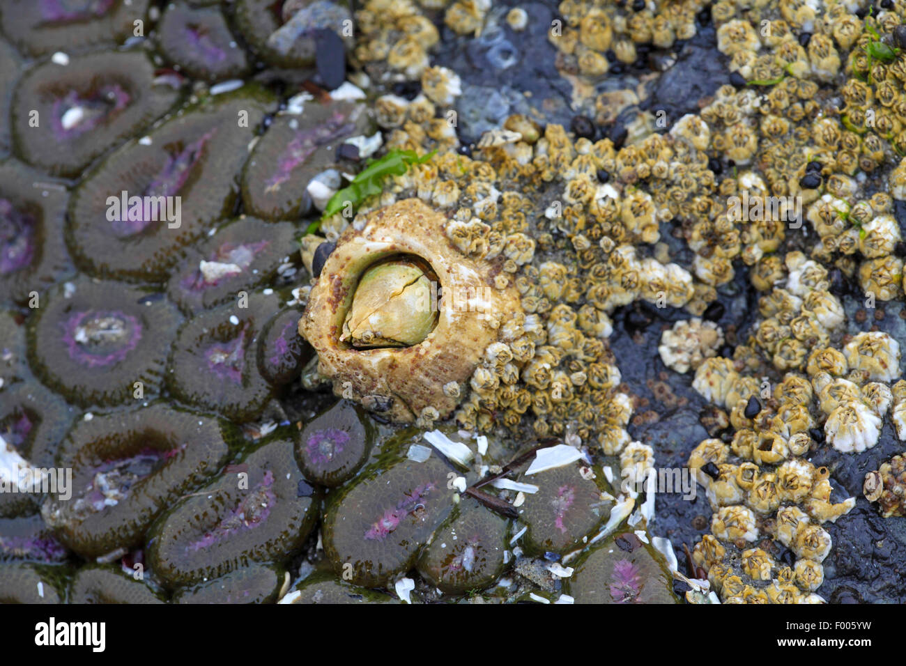 Barnacle (Balanus spec.), Barnacle in einer Flut Pool, Kanada, Vancouver Island Stockfoto