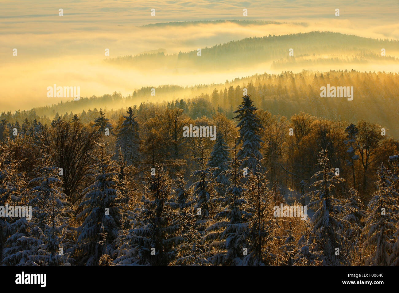 verschneiten Tannenwald mit Nebelschwaden, Schweiz, Zuercher Oberland Stockfoto
