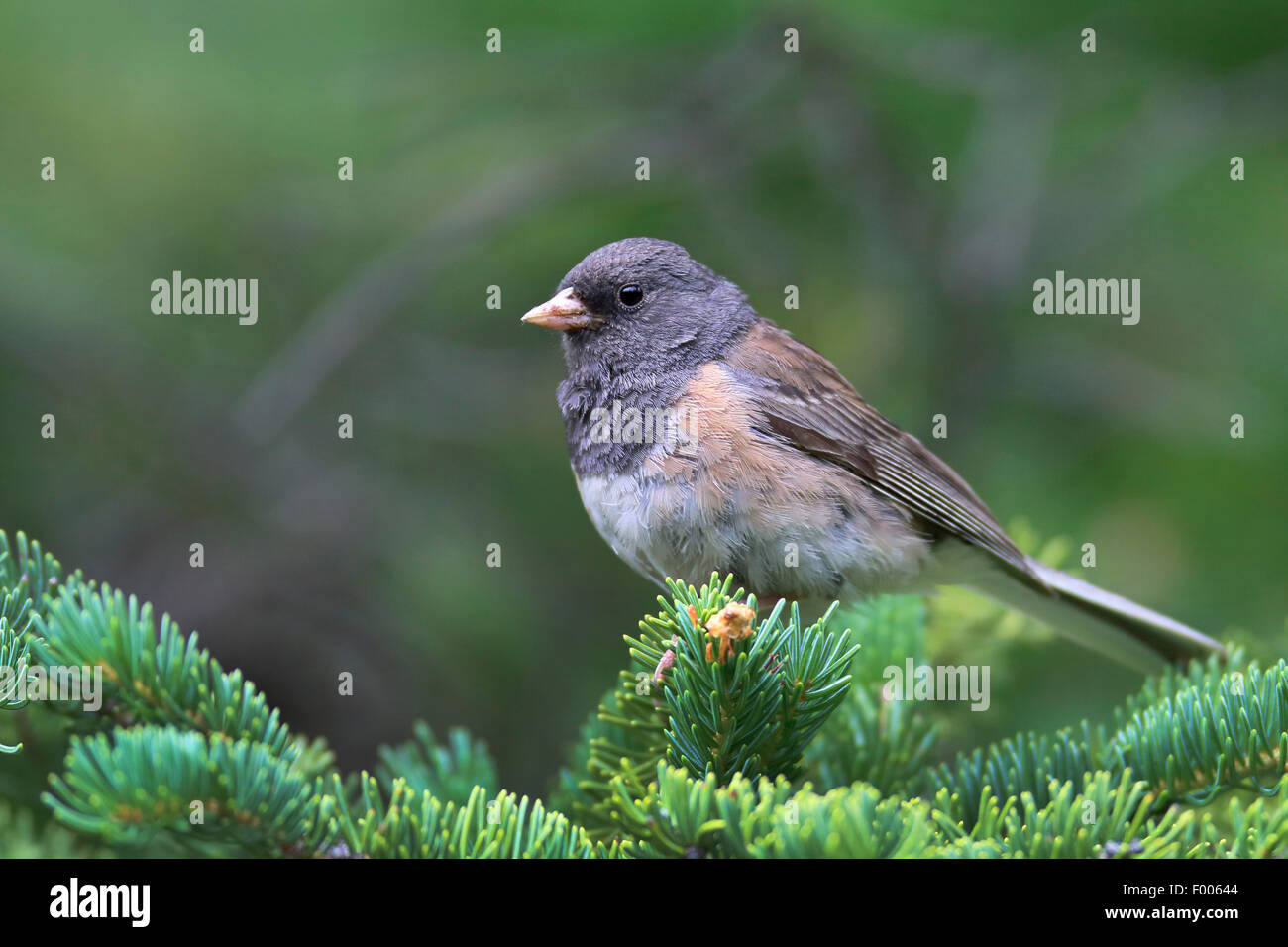 Dunkel-gemustertes Junco (Junco Hyemalis), sitzen auf einer Douglasie Branch, Kanada, Banff Nationalpark Stockfoto