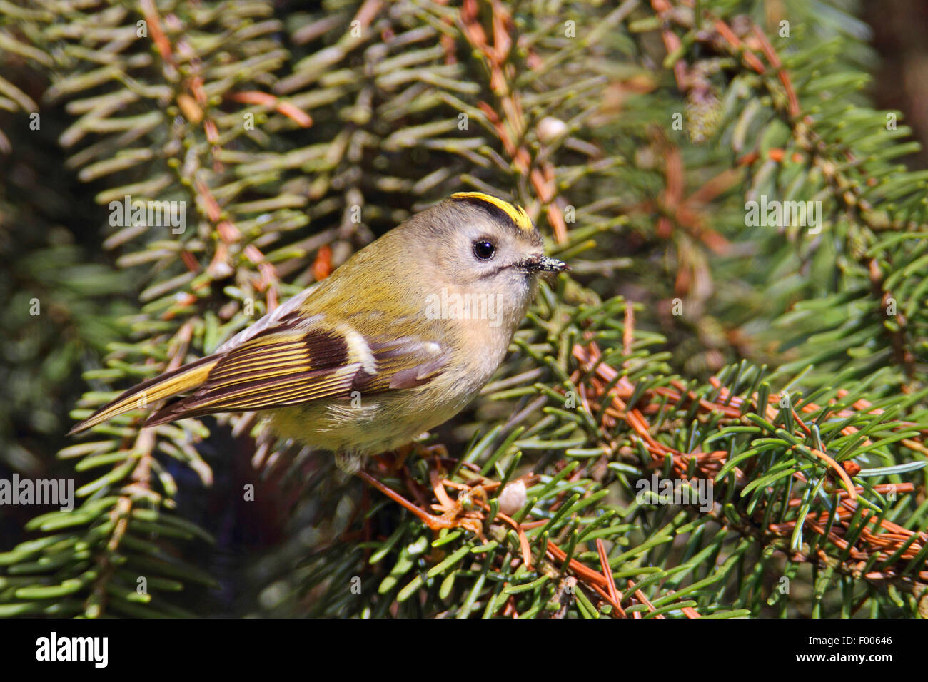 Wintergoldhähnchen (Regulus Regulus), sitzt in einer Fichte, Deutschland, Nordrhein-Westfalen Stockfoto