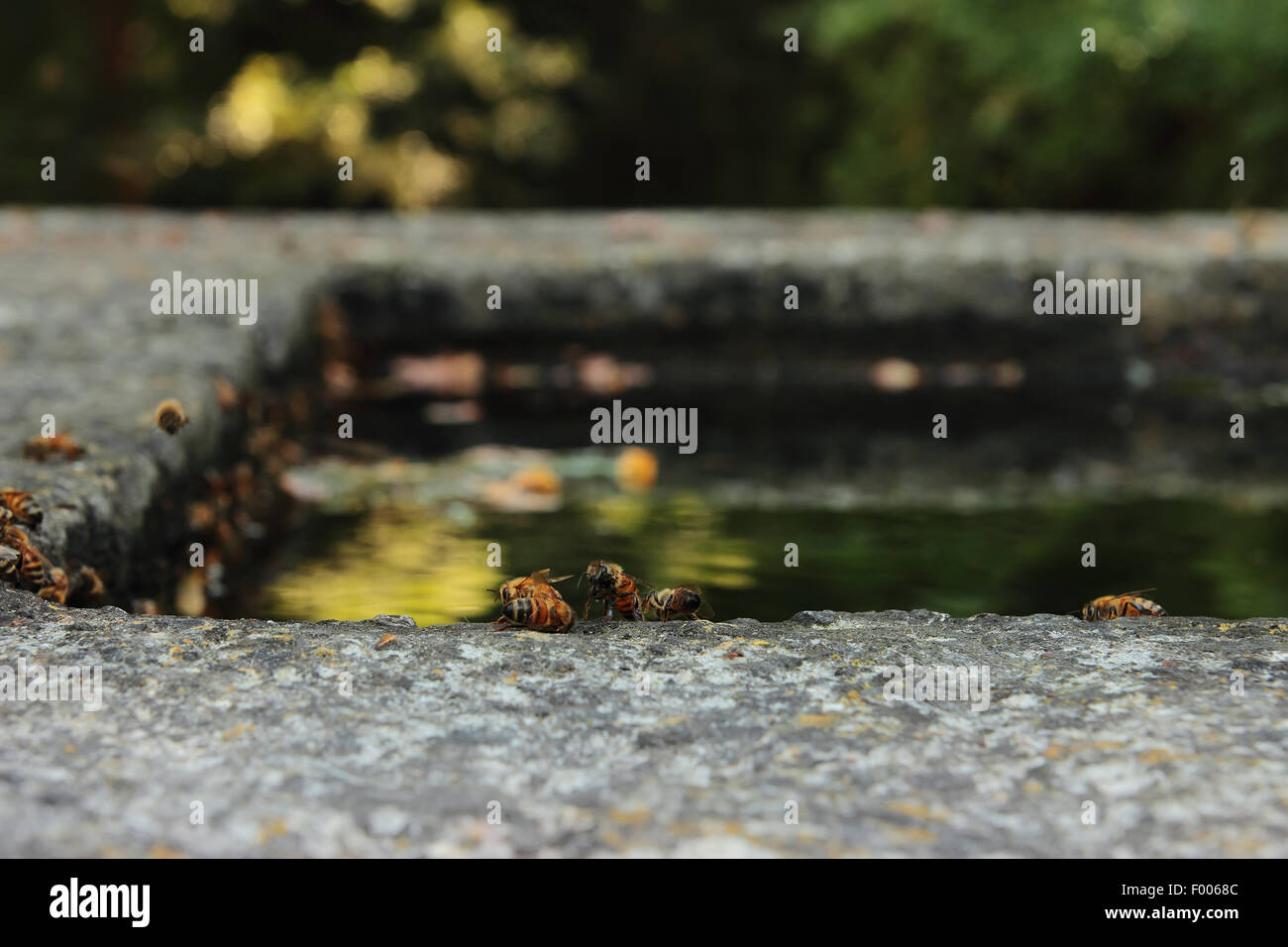 durstig Bienen, die auf der Suche nach Wasser Stockfoto