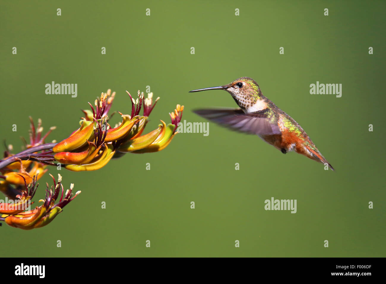 Rufous Kolibri (Selasphorus Rufus), weibliche vor einer Blüte, Kanada, Vancouver Island fliegen Stockfoto