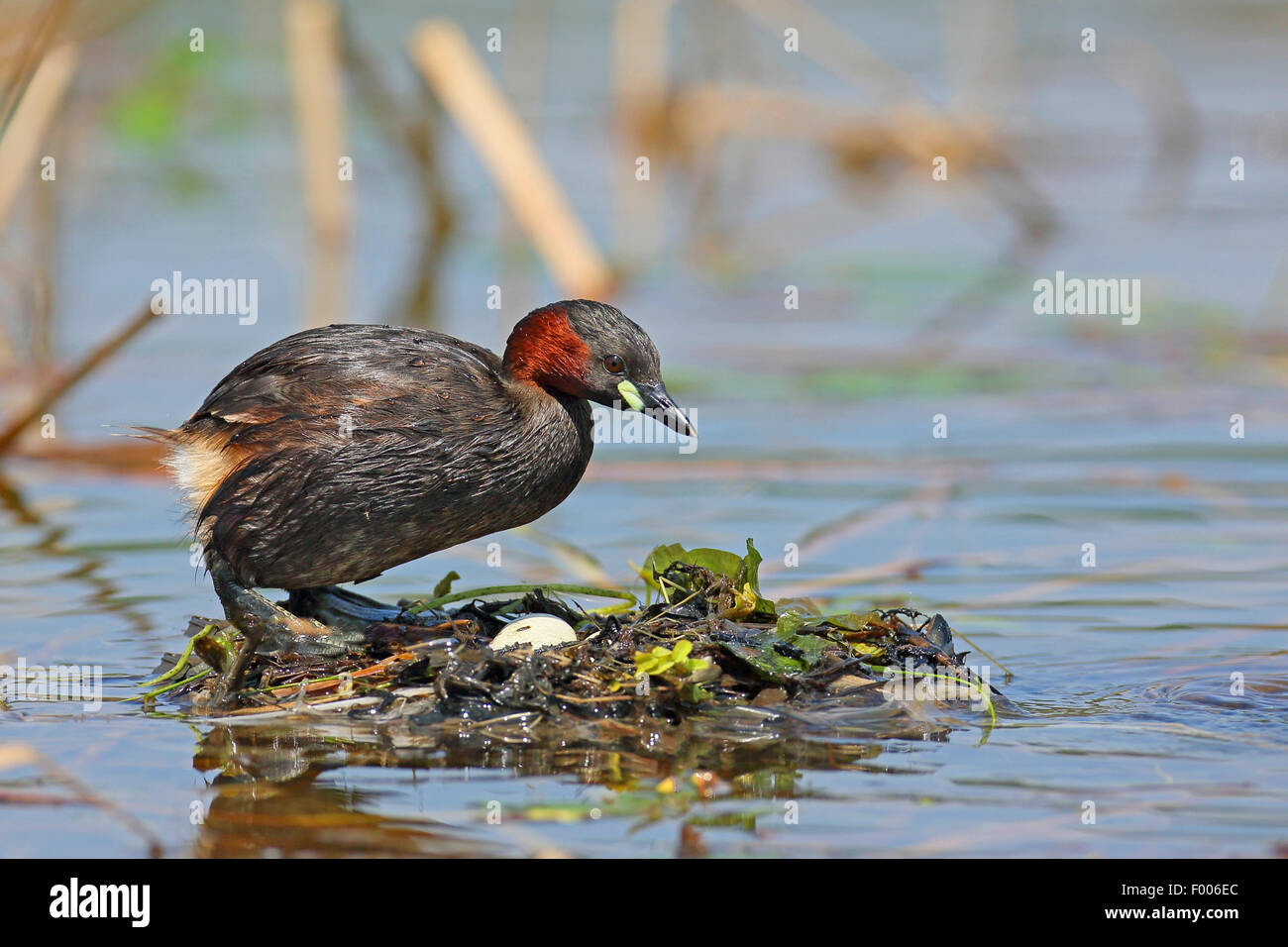 Zwergtaucher (Podiceps Ruficollis, Tachybaptus Ruficollis), stehend auf dem schwimmenden Nest mit einer Kupplung, Griechenland, See Kerkini Stockfoto