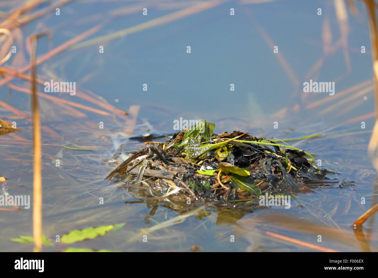 Zwergtaucher (Podiceps Ruficollis, Tachybaptus Ruficollis), schwimmende Nest mit einer Kupplung, bedeckt mit Pflanzen, Griechenland, See Kerkini Stockfoto