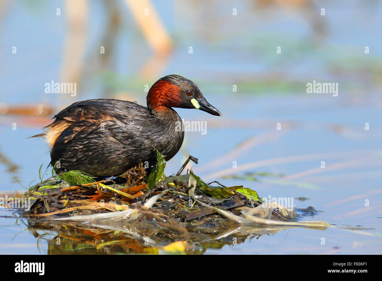 Zwergtaucher (Podiceps Ruficollis, Tachybaptus Ruficollis), sitzen auf dem Nest, Griechenland, See Kerkini Stockfoto
