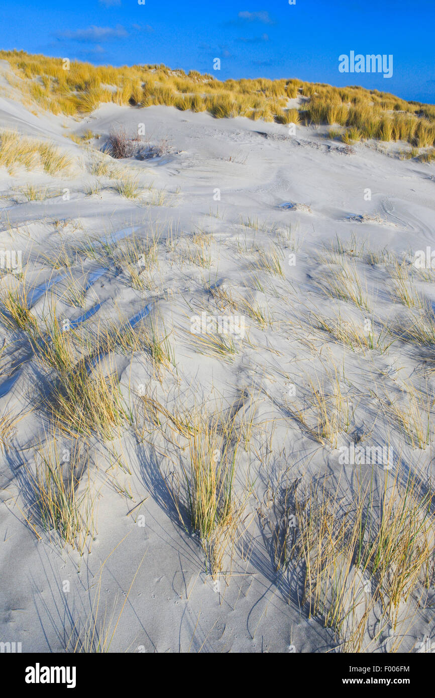 Dünengebieten Grass in den Dünen, Deutschland, Schleswig-Holstein, Helgoland Stockfoto