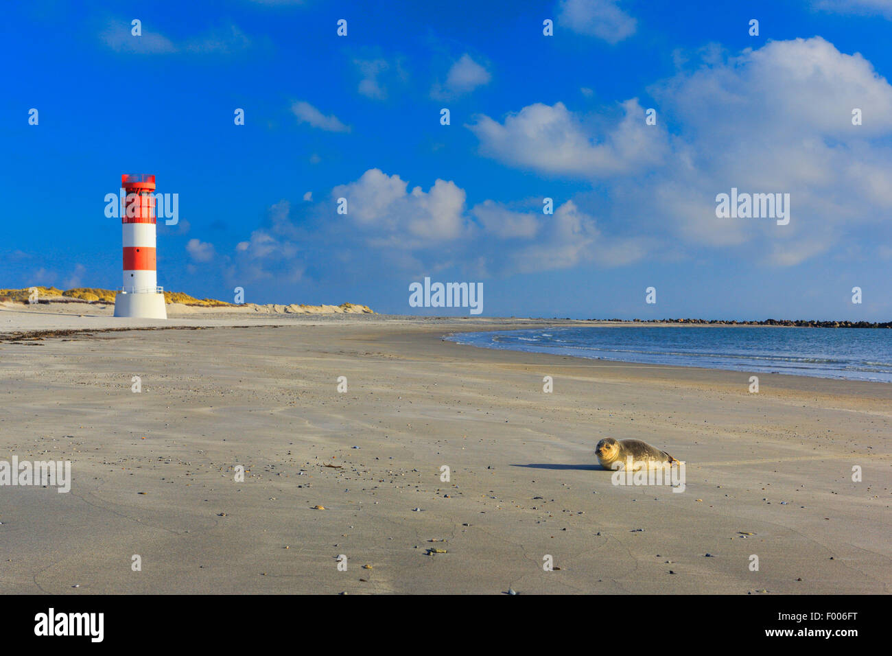 Leuchtturm und Dichtung auf das kleinere Duene, Leuchtturm Helgoland Duene, Deutschland, Schleswig-Holstein, Helgoland Insel Stockfoto