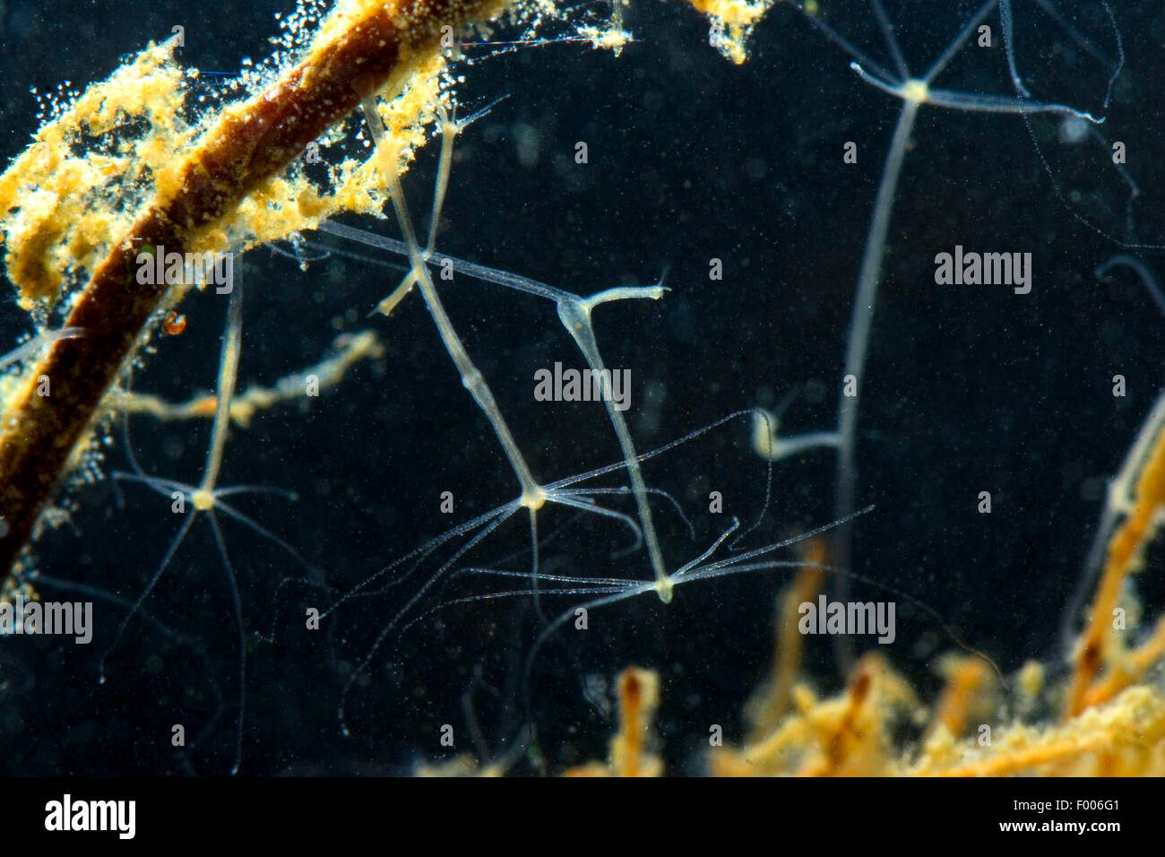 Graue Hydra, braune Hydra (Pelmatohydra Oligactis, Hydra Oligactis