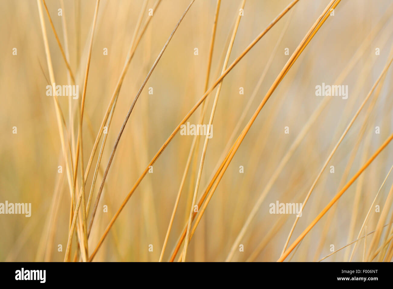Dünengebieten Grass, Nahaufnahme, Deutschland, Schleswig-Holstein, Helgoland Stockfoto
