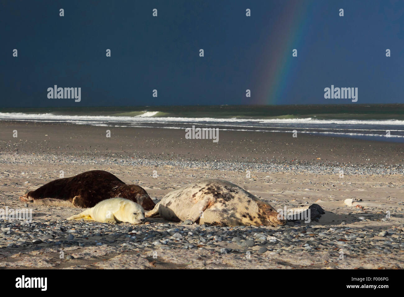 graue Dichtung (Halichoerus Grypus), Gruppe am Strand mit Regenbogen, Deutschland, Schleswig-Holstein, Helgoland Stockfoto