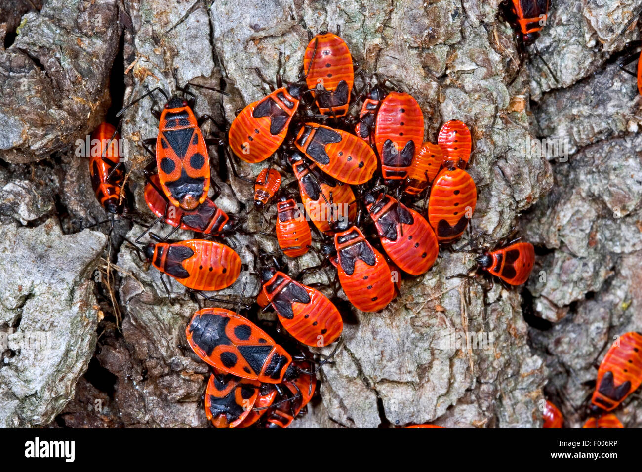 Firebug (Pyrrhocoris Apterus), Gruppe Erwachsene und Larven auf Rinde, Deutschland Stockfoto