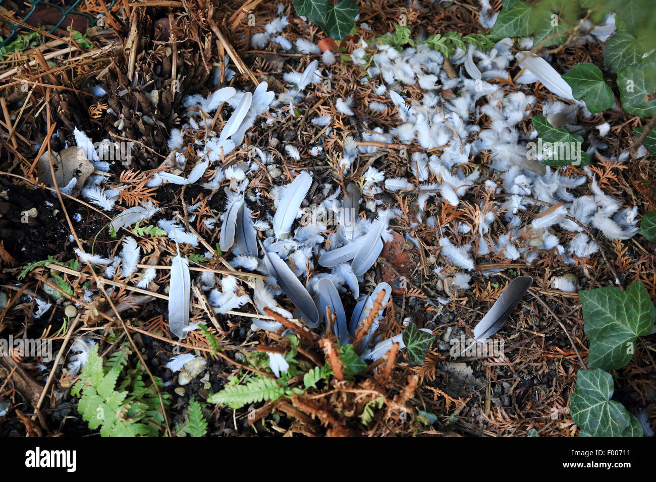 nördlichen Sperber (Accipiter Nisus), Federn eines gerupften Taube, Deutschland Stockfoto
