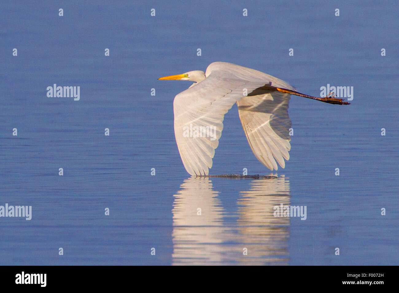 Silberreiher, Silberreiher (Egretta Alba, Casmerodius Albus, Ardea Alba), fliegen in der Nähe von der Wasser-Oberfläche Mit die Spitzen der Flügel im Wasser, Deutschland, Bayern, See Chiemsee Stockfoto