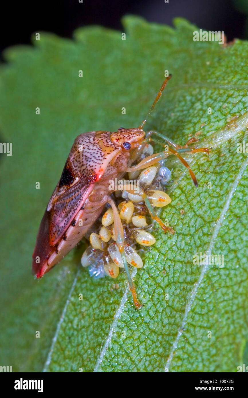 übergeordneten Bug, bemuttert Fehler (Elasmucha Grisea), bewacht von seinen Eiern, Deutschland Stockfoto