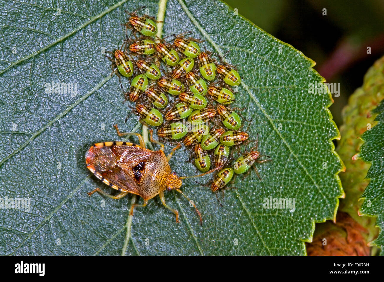 übergeordneten Bug, bemuttert Fehler (Elasmucha Grisea), bewacht seine Larven, Deutschland Stockfoto