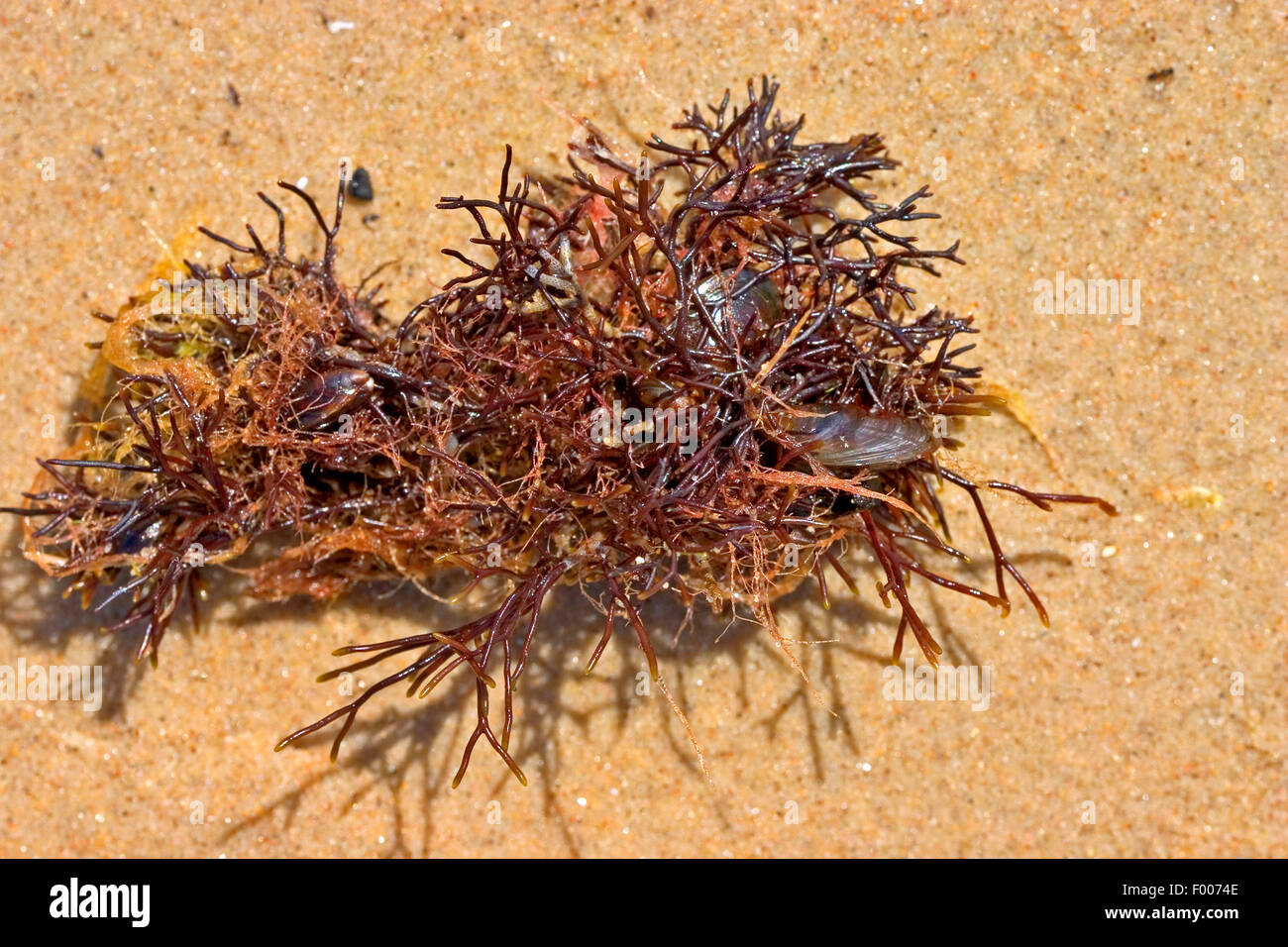 Carrageen, krallte Gabel Unkraut, Algen (Furcellaria Lumbricalis, Furcellaria Fastigiata) schwarz Stockfoto