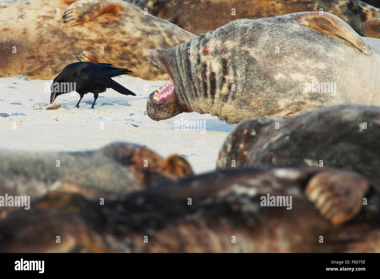 graue Dichtung (Halichoerus Grypus), Crow in Robbenkolonie, Deutschland, Schleswig-Holstein, Helgoland Stockfoto graue Dichtung (Halichoerus Grypus), Crow in Robbenkolonie, Deutschland, Schleswig-Holstein, Helgoland Stockfoto