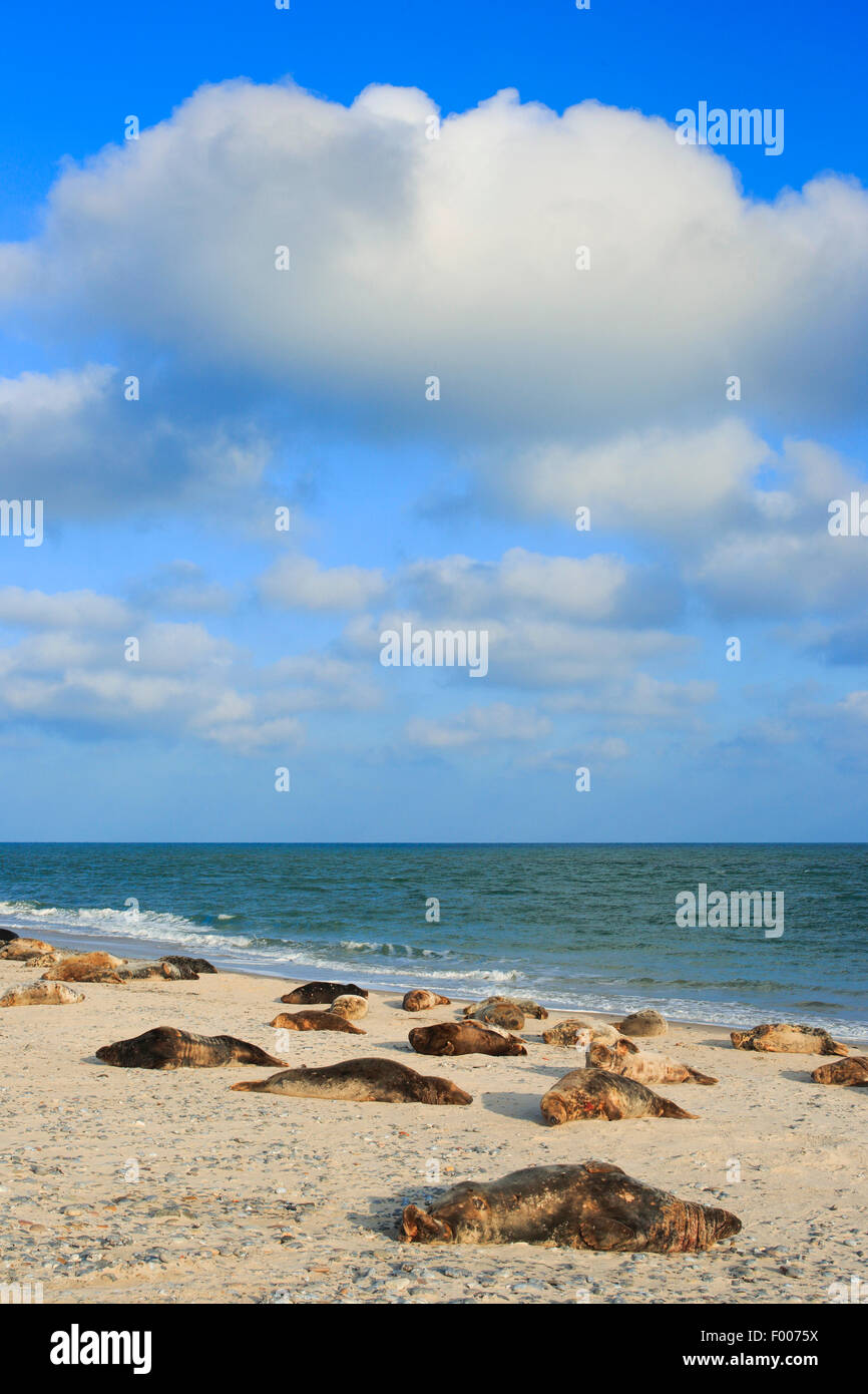 graue Dichtung (Halichoerus Grypus), graue Dichtungen liegen am Strand, Kolonie, Deutschland, Schleswig-Holstein, Helgoland Stockfoto