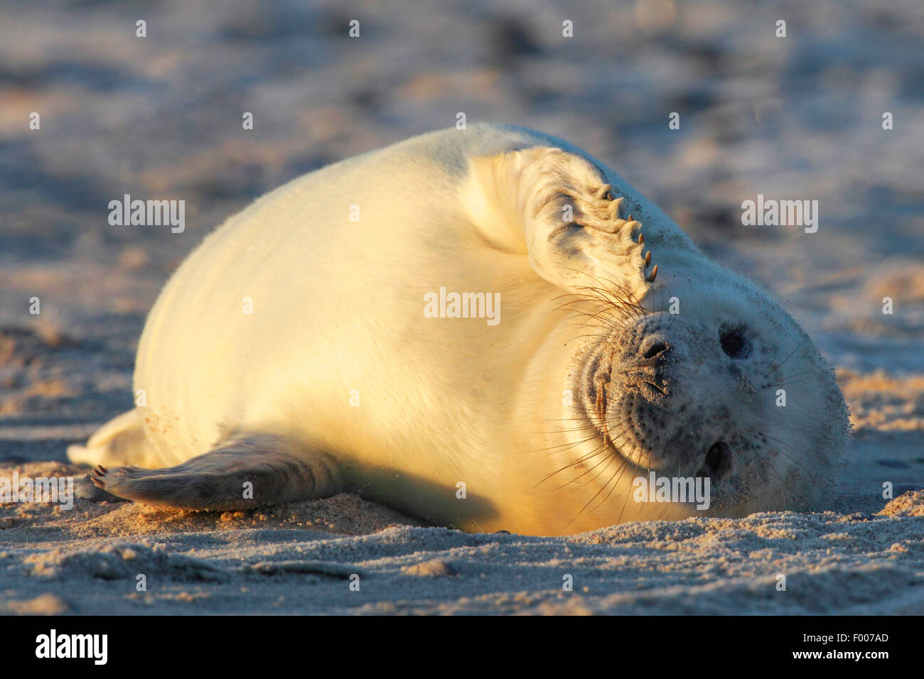 graue Dichtung (Halichoerus Grypus), seal Pup Sonnenbaden am Strand, Deutschland, Schleswig-Holstein, Helgoland Stockfoto