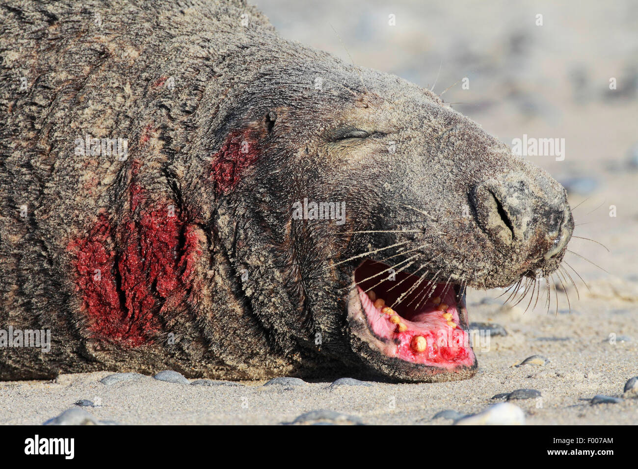 graue Dichtung (Halichoerus Grypus), Portrait eines verletzten Bullen, Deutschland, Schleswig-Holstein, Helgoland Stockfoto