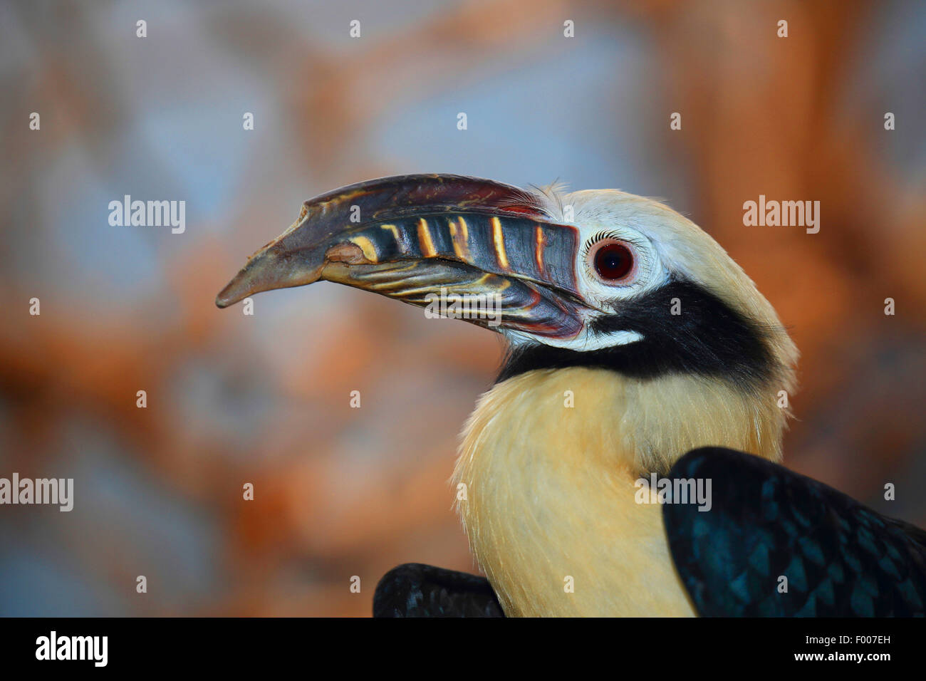 Rufous-tailed Hornbill (Penelopides Panini), Männlich, Porträt Stockfoto