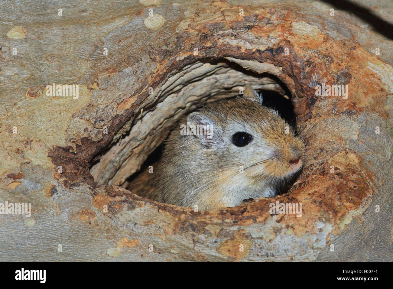 Mongolische Rennmaus, Krallen gehalten (Meriones Unguiculatus), spähte aus seinen verstecken Stockfoto