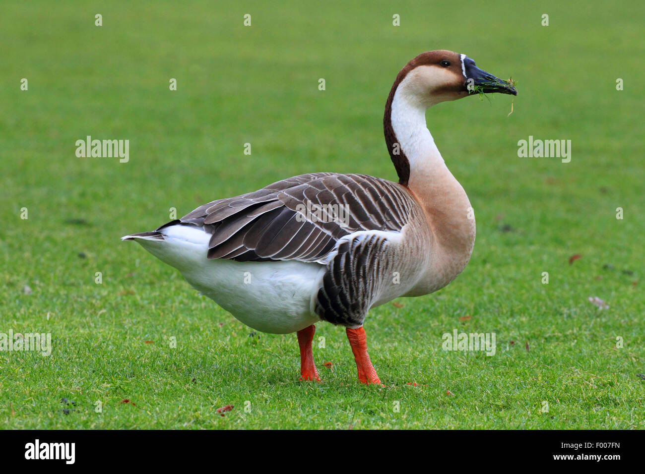 Swan Goose, Brown afrikanischen Gans (Anser Cygnoides), auf einer Wiese