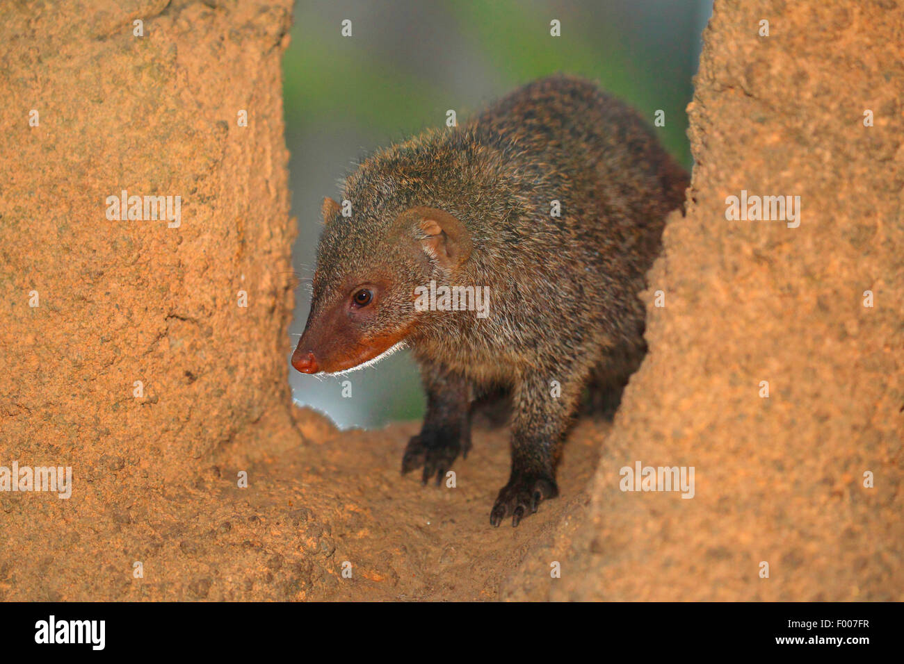 Zebramangusten, Zebra Mungo (Mungos Mungo), auf einem Stein Stockfoto