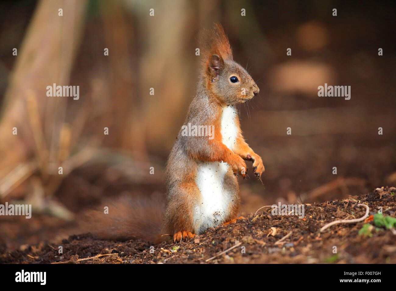 Europäische Eichhörnchen, eurasische rote Eichhörnchen (Sciurus Vulgaris), sitzt auf den Hinterbeinen auf dem Boden, Deutschland Stockfoto