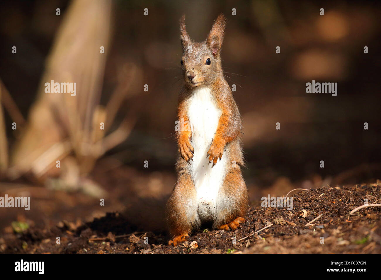 Europäische Eichhörnchen, eurasische rote Eichhörnchen (Sciurus Vulgaris), sitzt auf den Hinterbeinen auf dem Boden, Deutschland Stockfoto