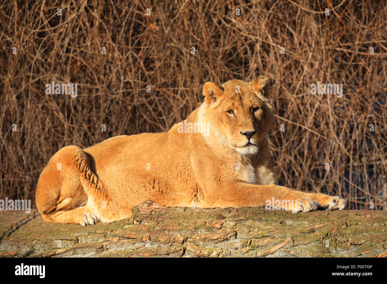 Asiatische Löwe (Panthera Leo Persica Goojratensis) ruhen Löwin Stockfoto