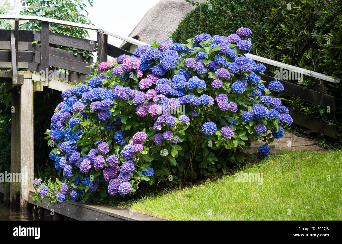 riesige Hortensia Blume Stockfoto