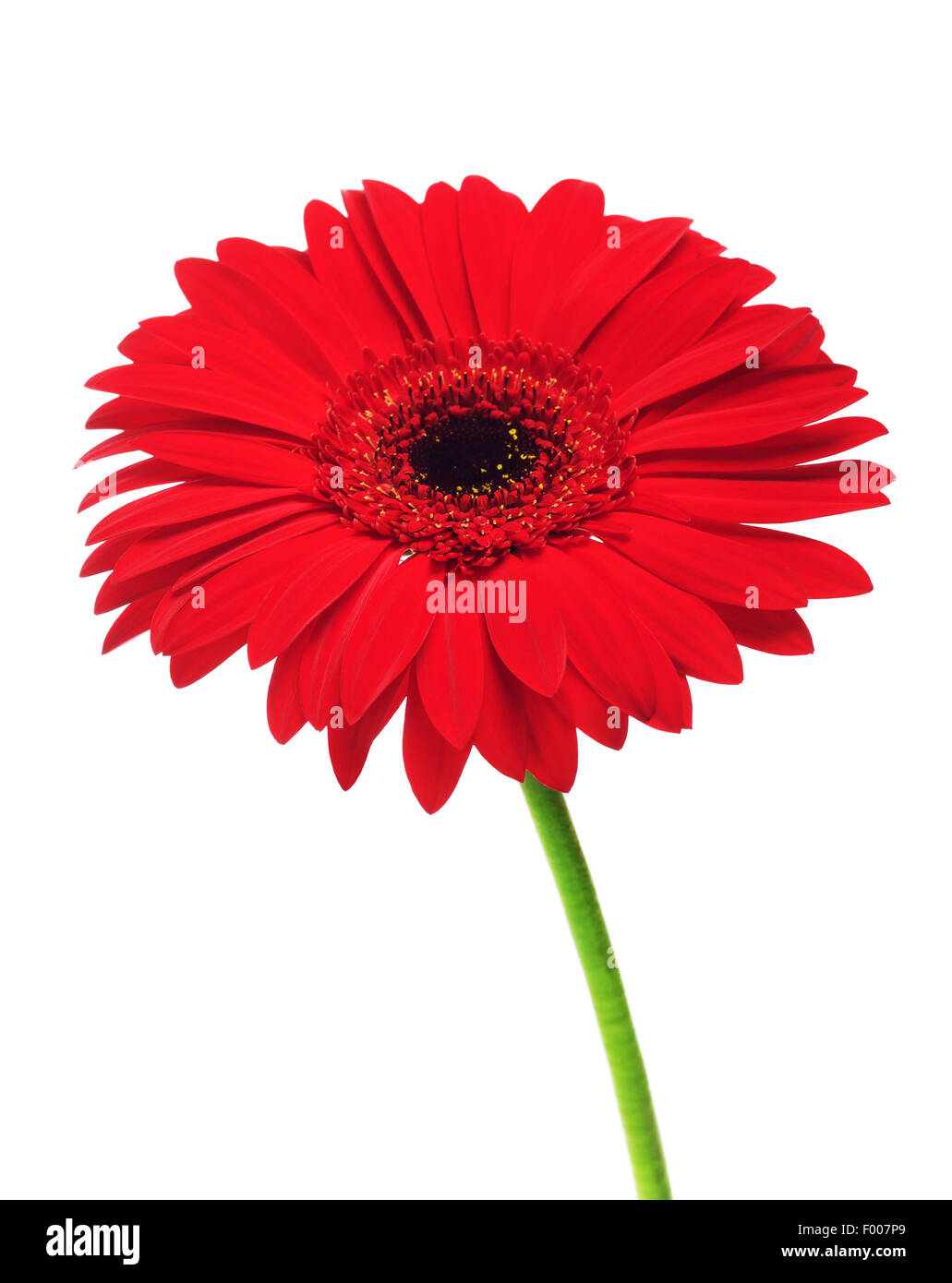 schöne rote Gerbera Blume, isoliert auf weiss Stockfoto