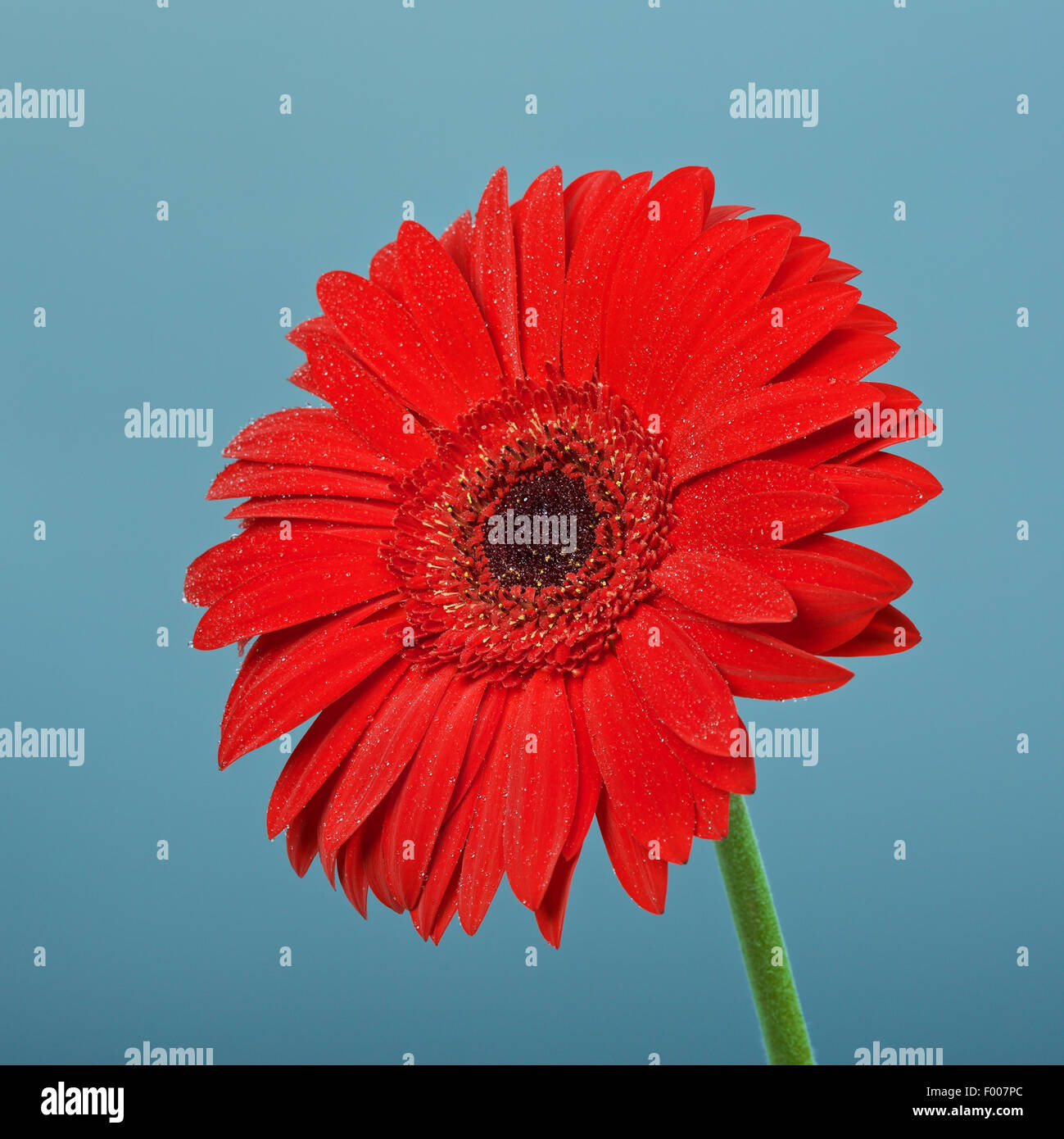 schöne rote Gerbera Blumen auf blauem Hintergrund Stockfoto