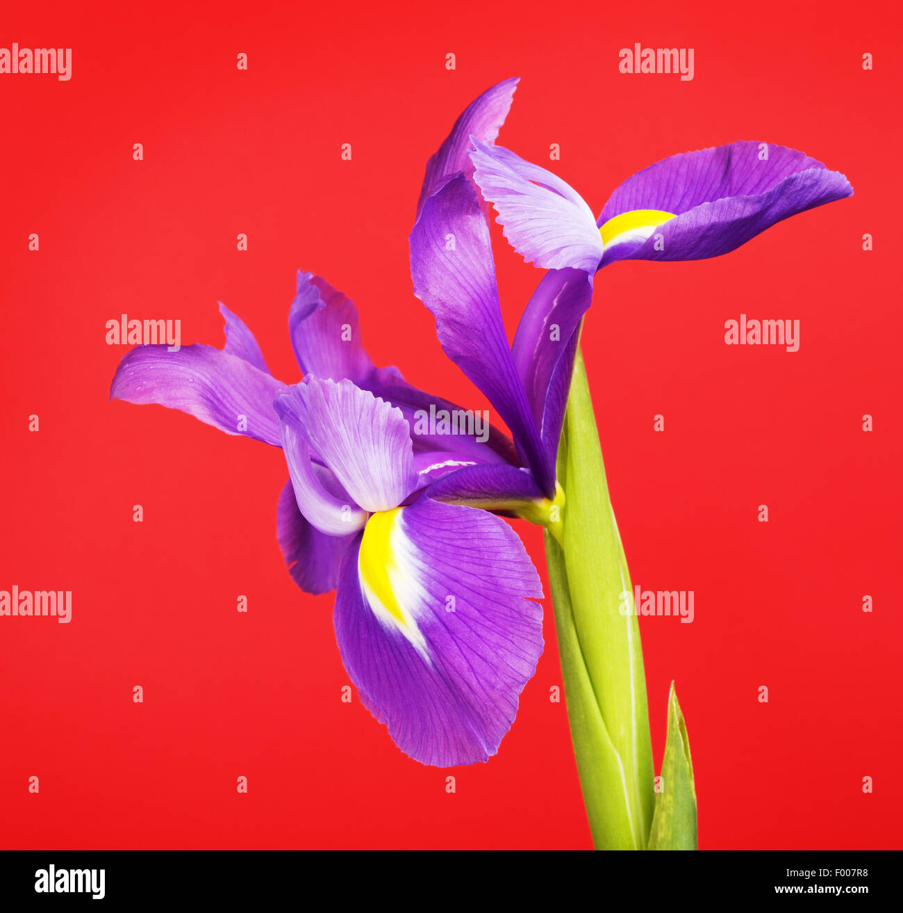 schöne lila Blume Iris, auf rotem Grund Stockfoto