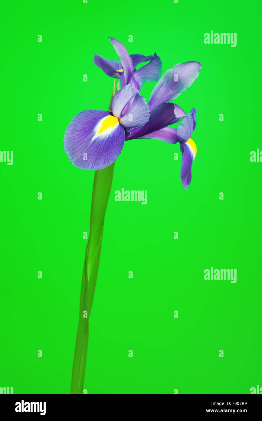 schöne lila Blume Iris, auf grünem Hintergrund Stockfoto