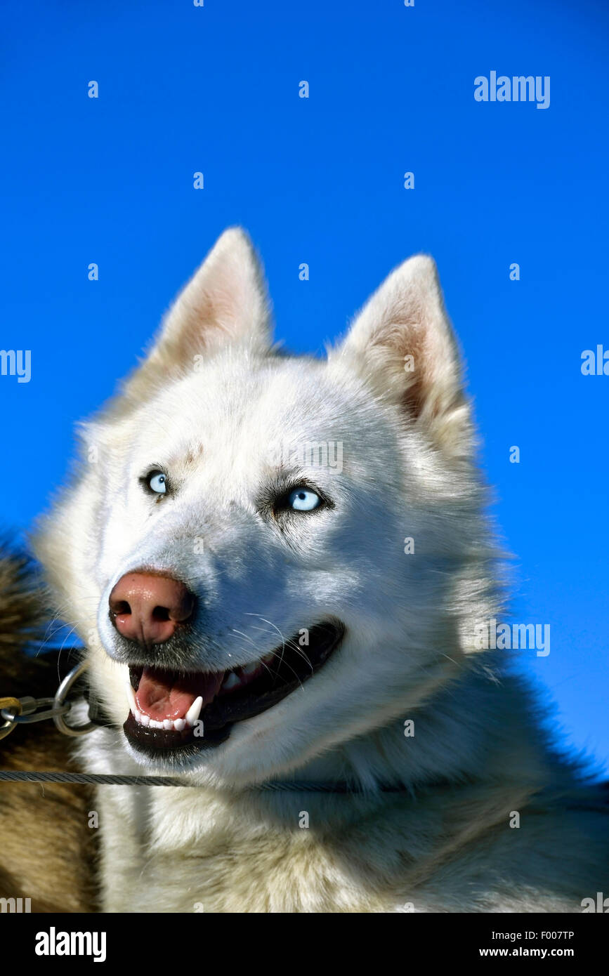 Siberian Husky (Canis Lupus F. Familiaris), Porträt vor blauem Himmel, Frankreich Stockfoto