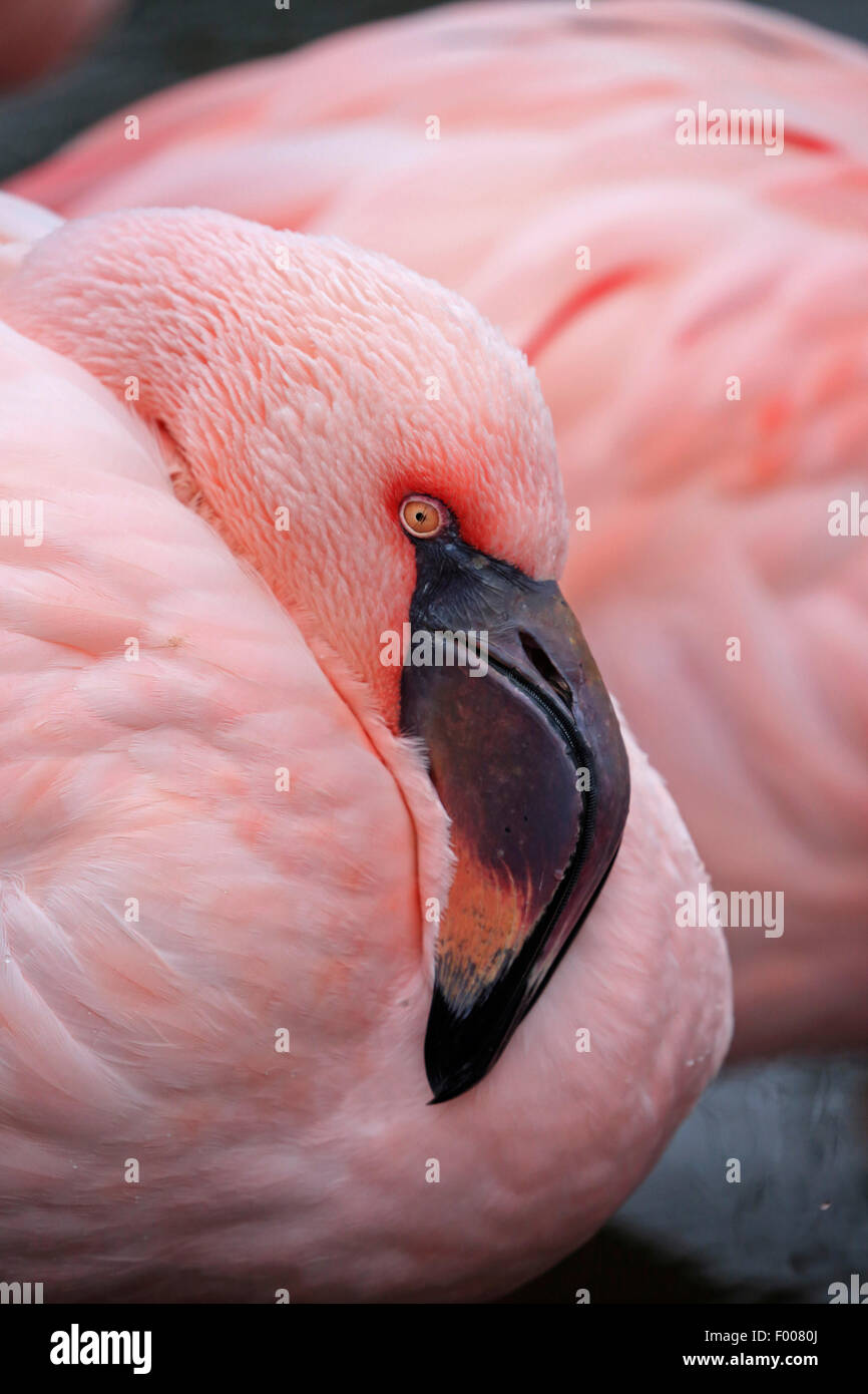 Lesser Flamingo (Phoeniconaias minor, Phoenicopterus minor), portrait Stockfoto