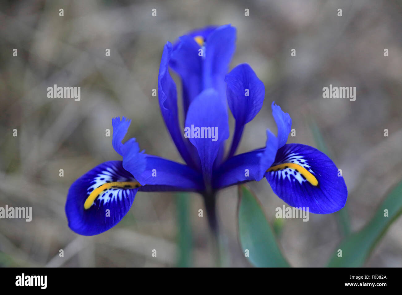 bartlos Zwergiris (Iris Reticulata), Blume Stockfoto