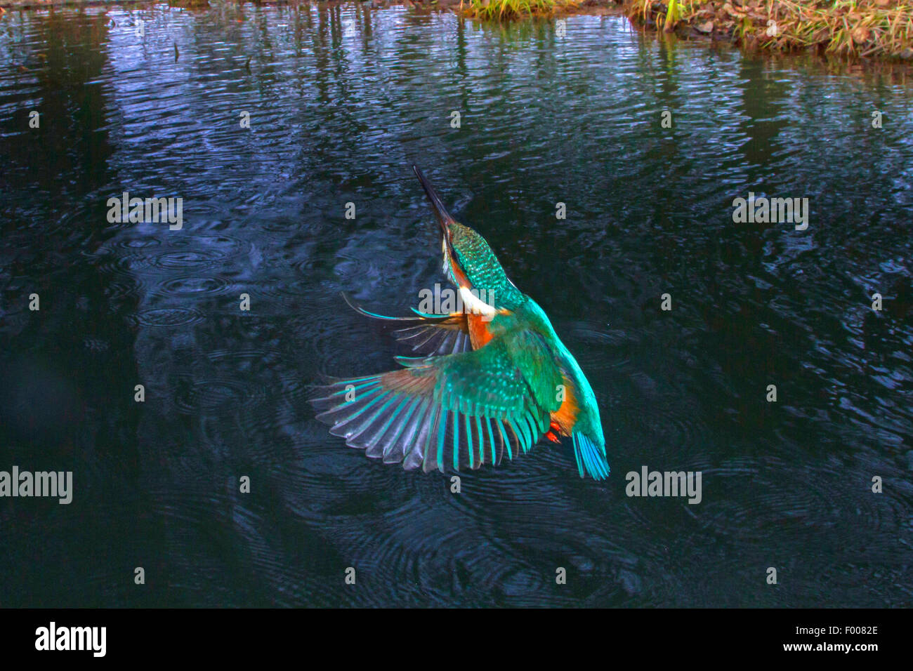 Fluss-Eisvogel (Alcedo Atthis), weibliche ausziehen das Wasser nach dem unwirksamen Angeln, Deutschland, Bayern Stockfoto