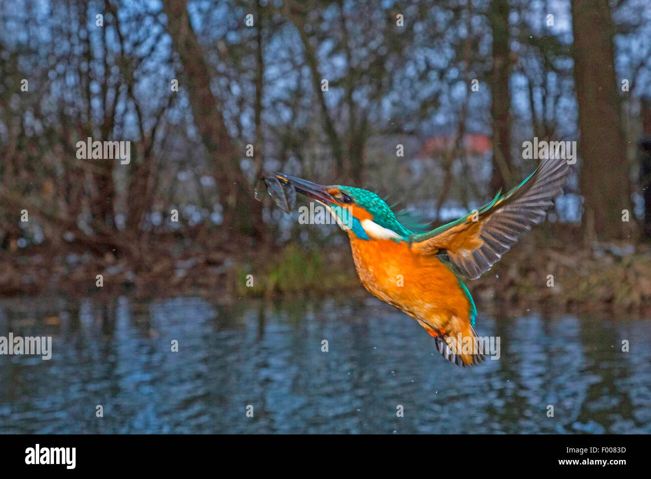 Fluss Eisvogel (Alcedo Atthis), die aus dem Wasser nach unwirksam Angeln mit einem Blatt in der Rechnung, Deutschland, Bayern Stockfoto