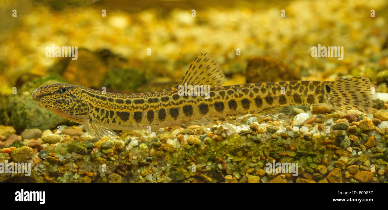 Spined Loach, spotted Weatherfish (Cobitis Taenia), Weiblich Stockfoto