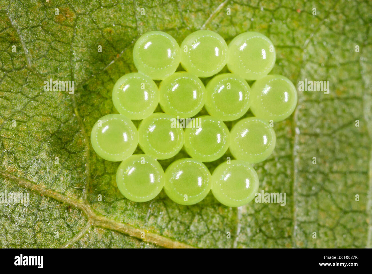Grünes Schild Bug, gemeinsamen grünen Schild Bug (Palomena Prasina), Eiern unter ein Blatt, Deutschland Stockfoto