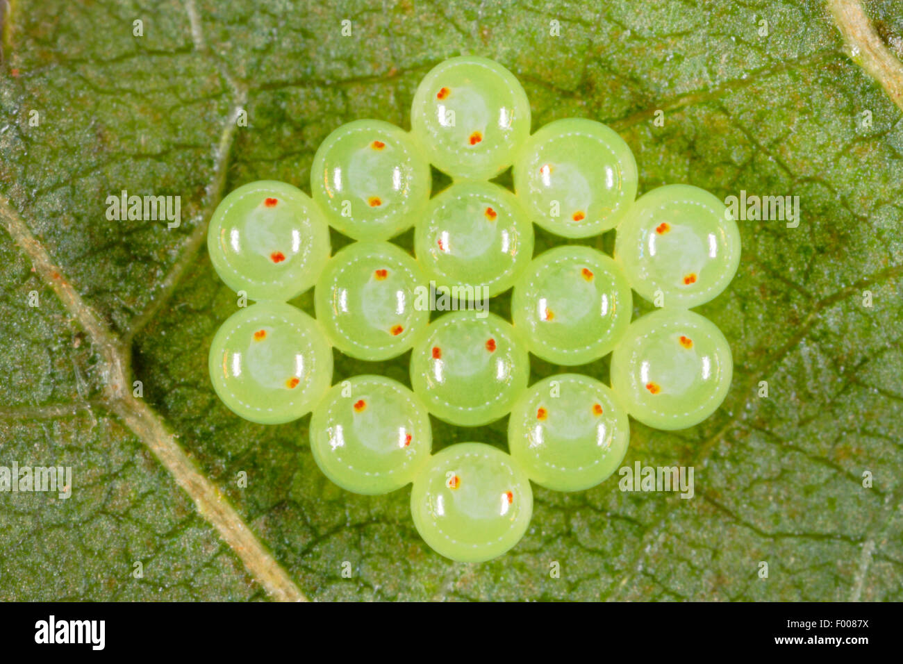 Grünes Schild Bug, gemeinsamen grünen Schild Bug (Palomena Prasina), Eiern unter ein Blatt, Larven in den Eiern sichtbar, Deutschland Stockfoto