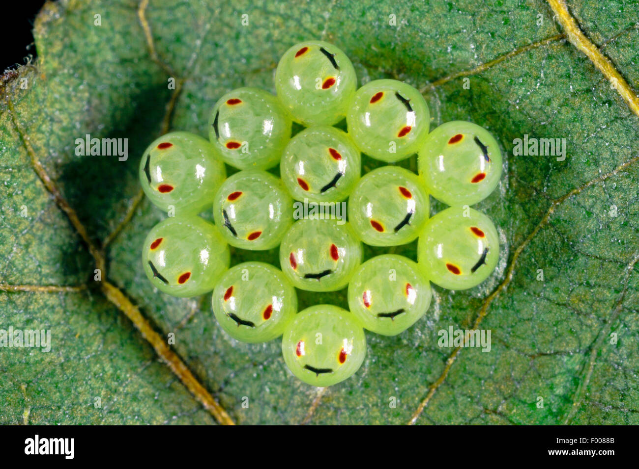 Grünes Schild Bug, gemeinsamen grünen Schild Bug (Palomena Prasina), Eiern unter ein Blatt, Larven in den Eiern sichtbar, Deutschland Stockfoto