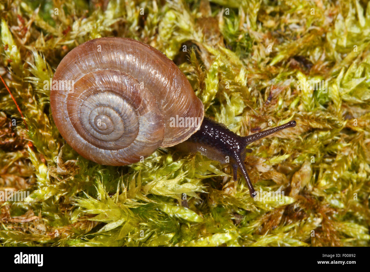 Hairysnail (Trochulus Graminicola, Trichia Graminicola, Trochulus Graminicolus), auf Moos Stockfoto