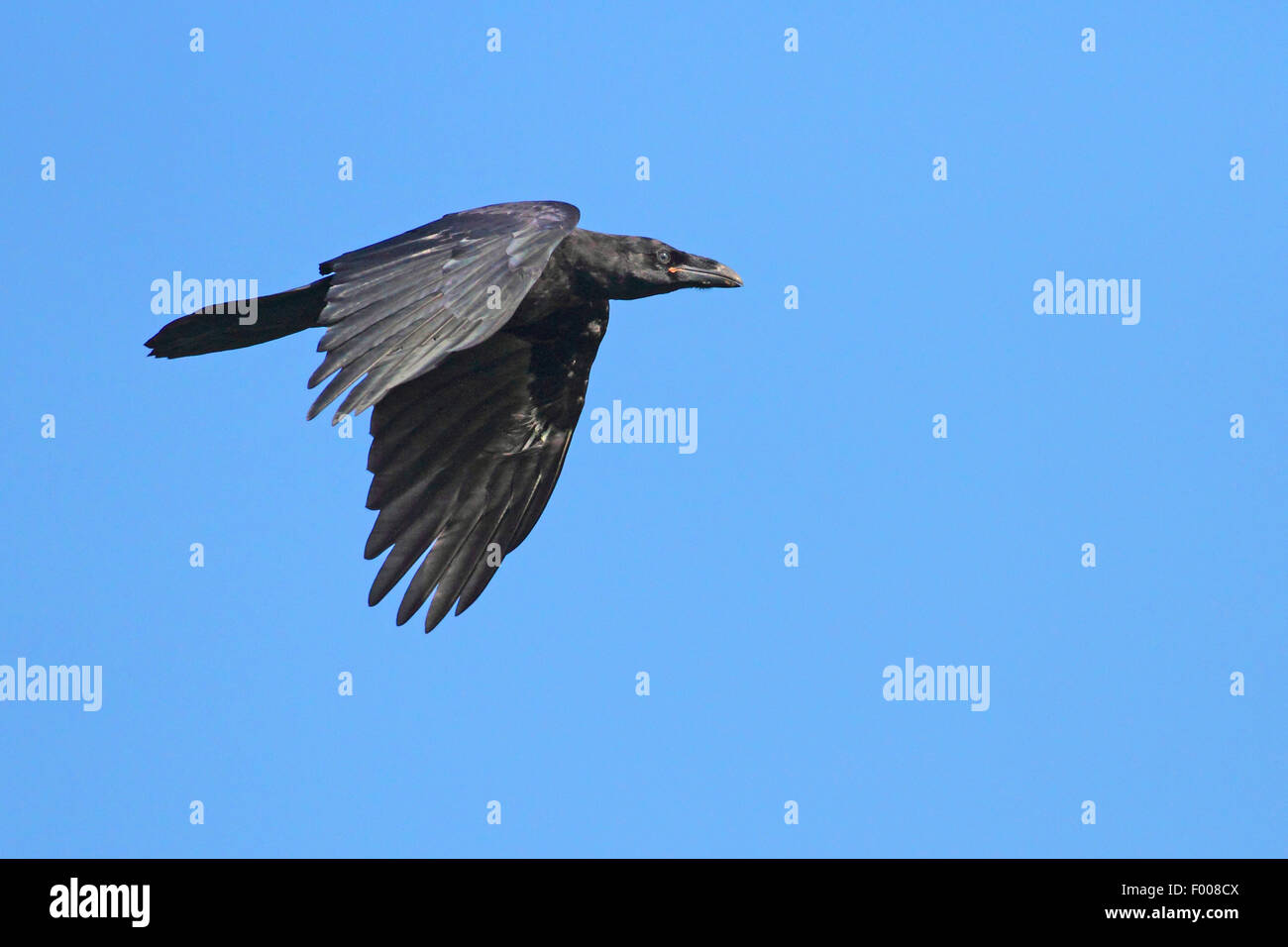 Kolkrabe (Corvus Corax) im Flug, Deutschland Stockfoto