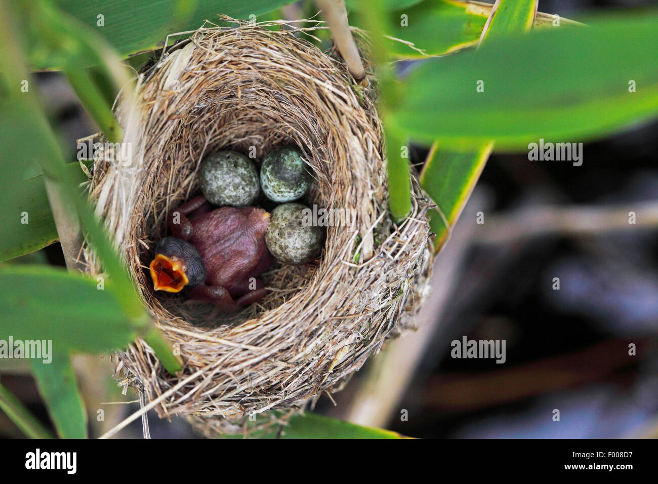 Eurasische Kuckuck (Cuculus Canorus), frisch geschlüpften Küken im Nest der Rohrsänger, Deutschland Stockfoto