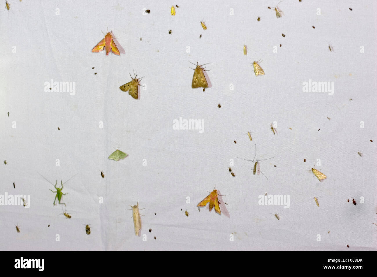 angelockten Insekten nachts mit Licht auf einer weißen Decke, Deutschland Stockfoto